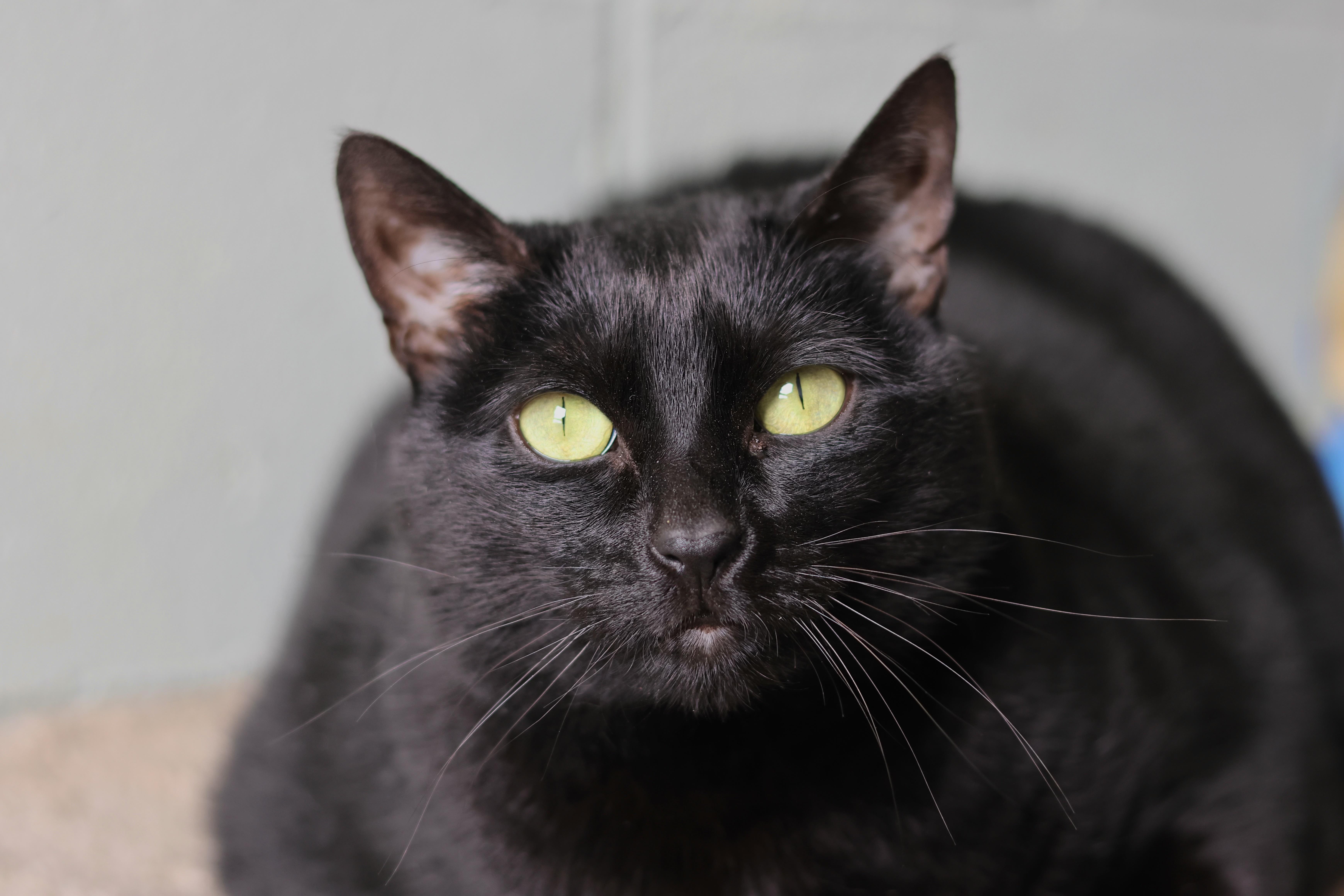 Enlarge Luna, a Adoptable mixed breed in Mendham, NJ image 2/4