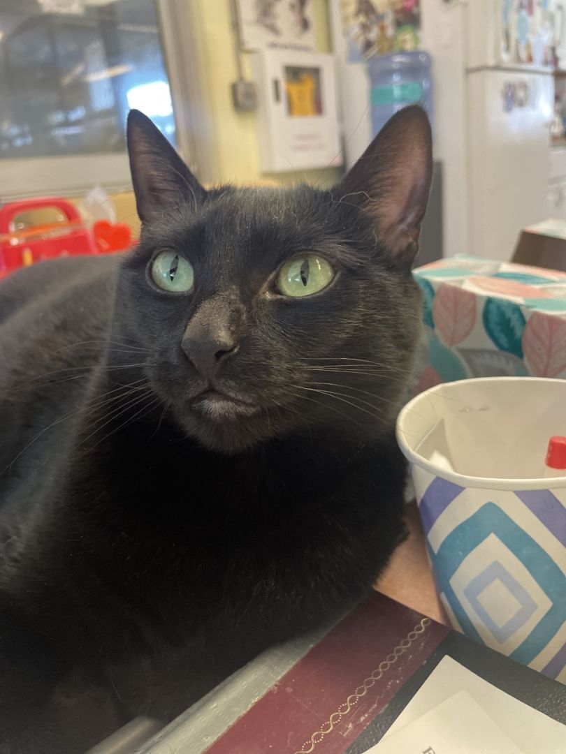 Enlarge Luna, a Adoptable mixed breed in Mendham, NJ image 3/4