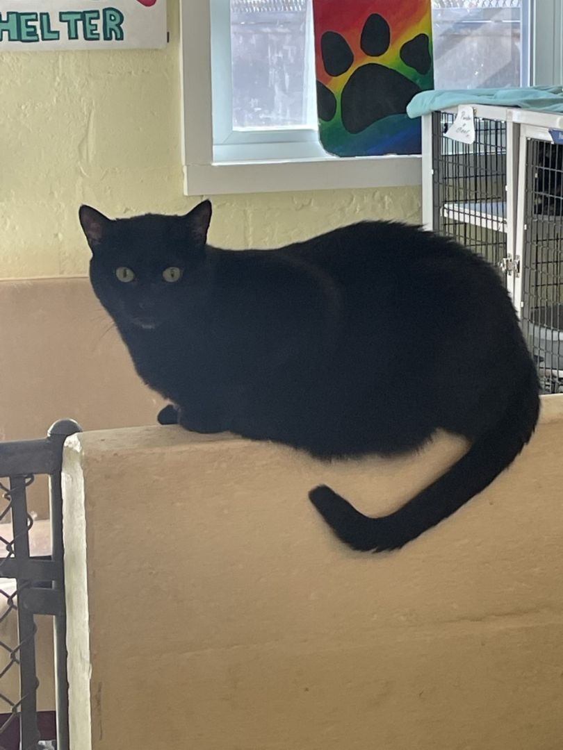 Enlarge Luna, a Adoptable mixed breed in Mendham, NJ image 4/4