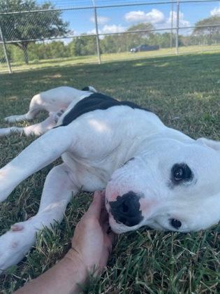 Wayne, Adoptable, Adult Male Pit Bull Terrier & Mixed Breed.
