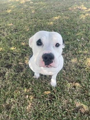 Wayne, Adoptable, Adult Male Pit Bull Terrier & Mixed Breed.