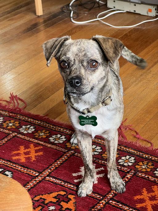 Barry, a Adoptable mixed breed in Los Angeles, CA image 1/5