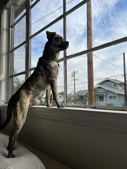 Barry, a Adoptable mixed breed in Los Angeles, CA image 2/5