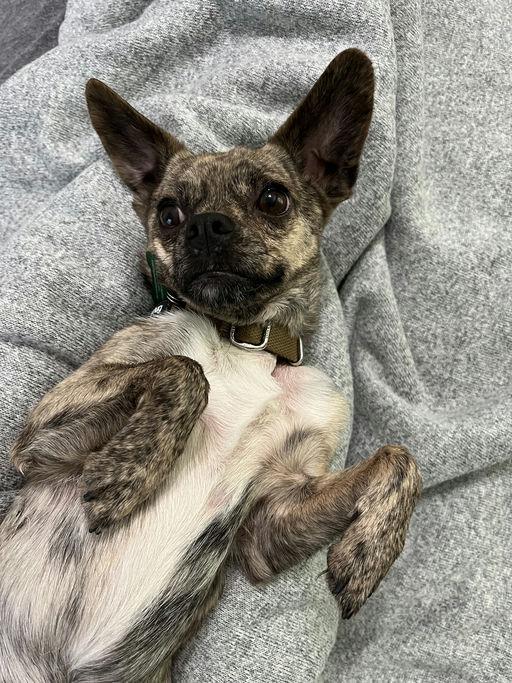 Barry, a Adoptable mixed breed in Los Angeles, CA image 3/5