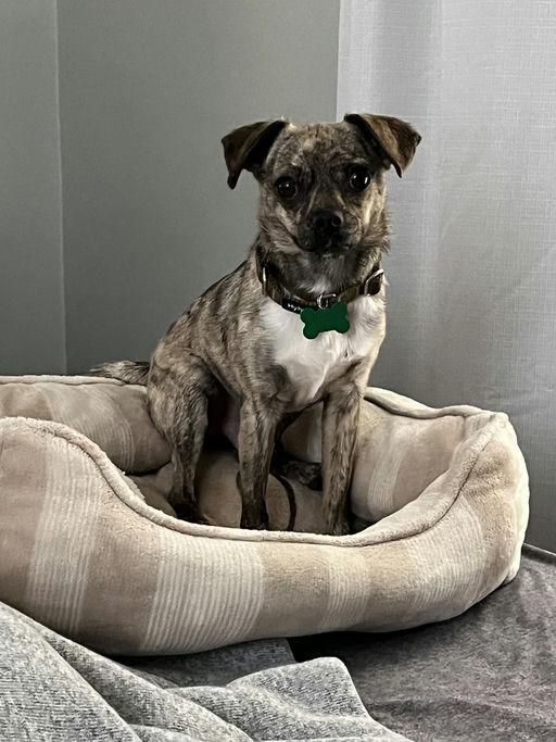 Barry, a Adoptable mixed breed in Los Angeles, CA image 5/5