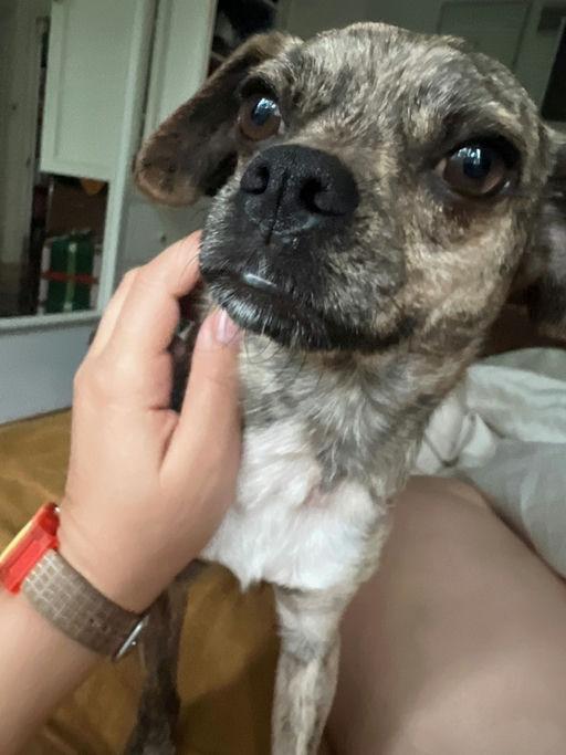 Barry, a Adoptable mixed breed in Los Angeles, CA image 4/5