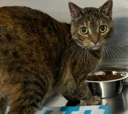 Dolly, Adoptable, Adult Female Domestic Short Hair & Domestic Short Hair.