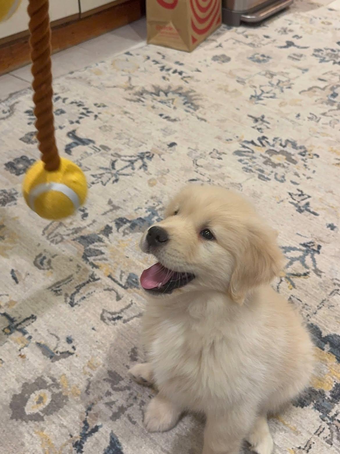 Enlarge Jovi, a Adopted Golden Retriever in Woodsfield, OH image 1/1