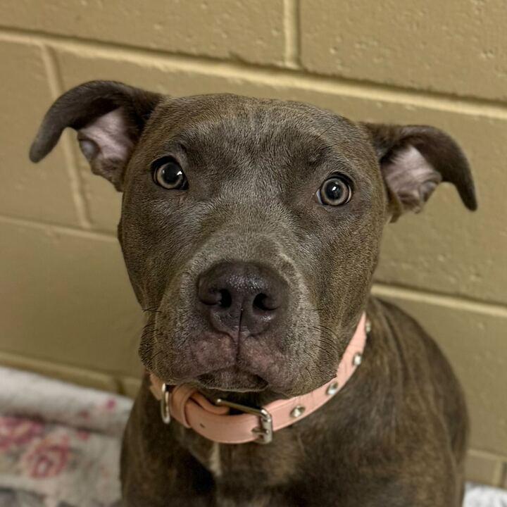 Bella, ADOPTABLE, Young Female Pit Bull Terrier.