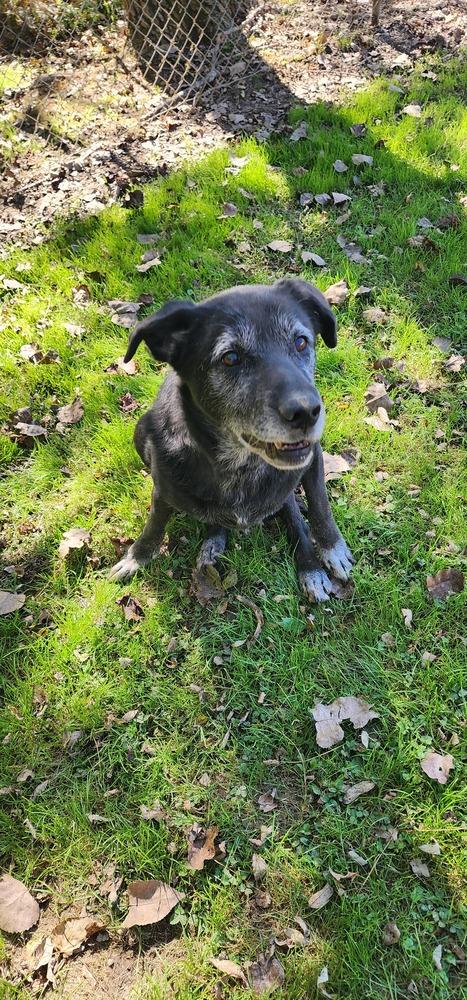 OZZY 197-26, Adopted, Senior Male Labrador Retriever & Great Dane.
