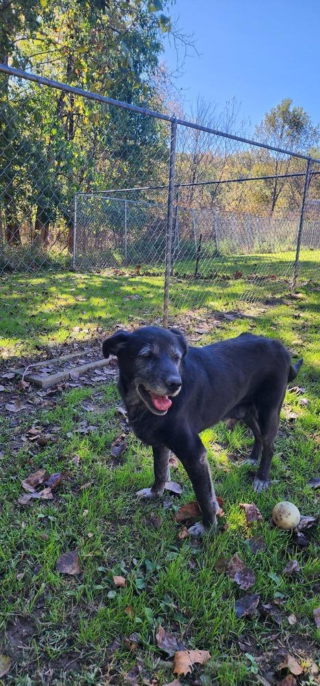 Enlarge OZZY 197-26, a Adopted mixed breed in Cambridge, OH image 2/4