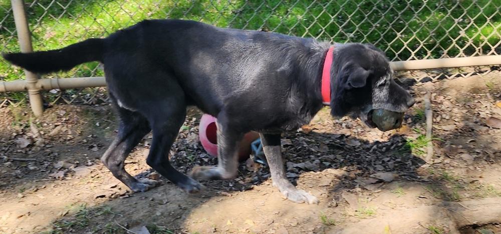 Enlarge OZZY 197-26, a Adopted mixed breed in Cambridge, OH image 3/4