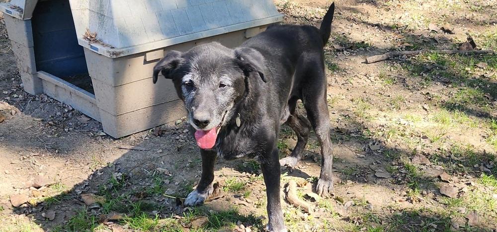 Enlarge OZZY 197-26, a Adopted mixed breed in Cambridge, OH image 4/4
