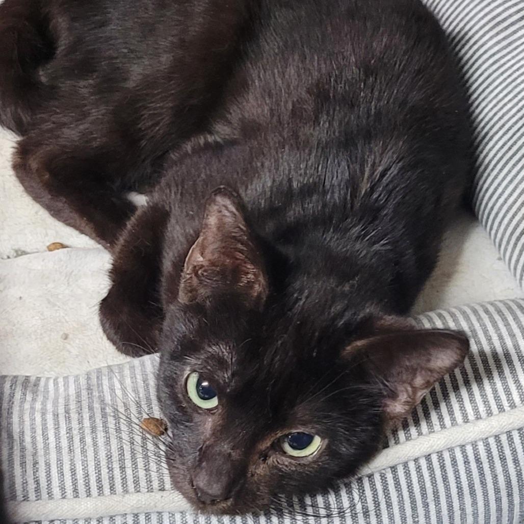 Brickle, a Adoptable Domestic Short Hair in Chattanooga, TN image 1/6