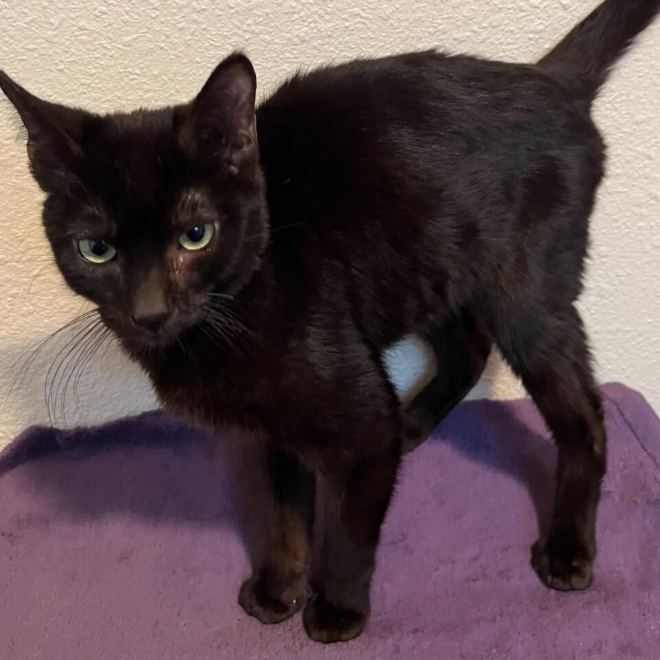 Brickle, a Adoptable Domestic Short Hair in Chattanooga, TN image 3/6