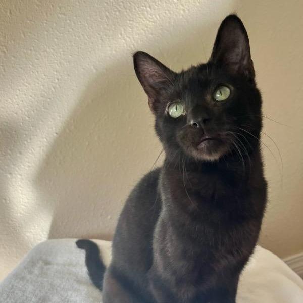 Brickle, a Adoptable Domestic Short Hair in Chattanooga, TN image 4/6