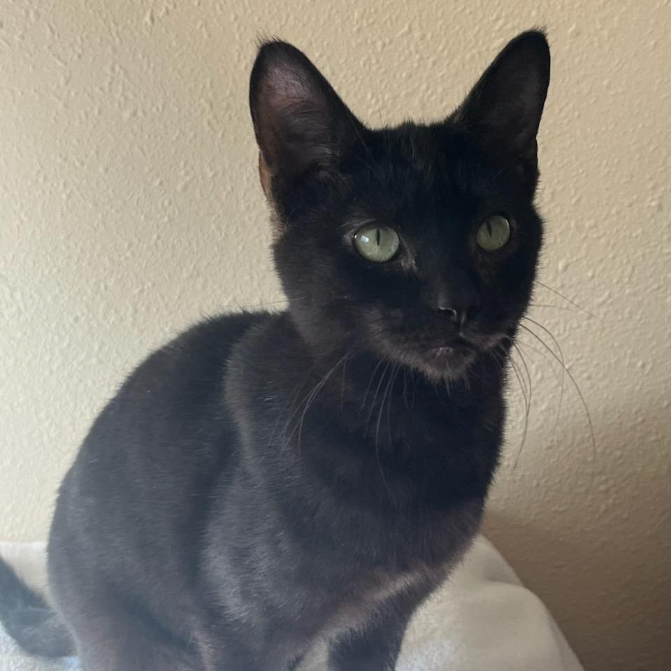 Brickle, a Adoptable Domestic Short Hair in Chattanooga, TN image 5/6