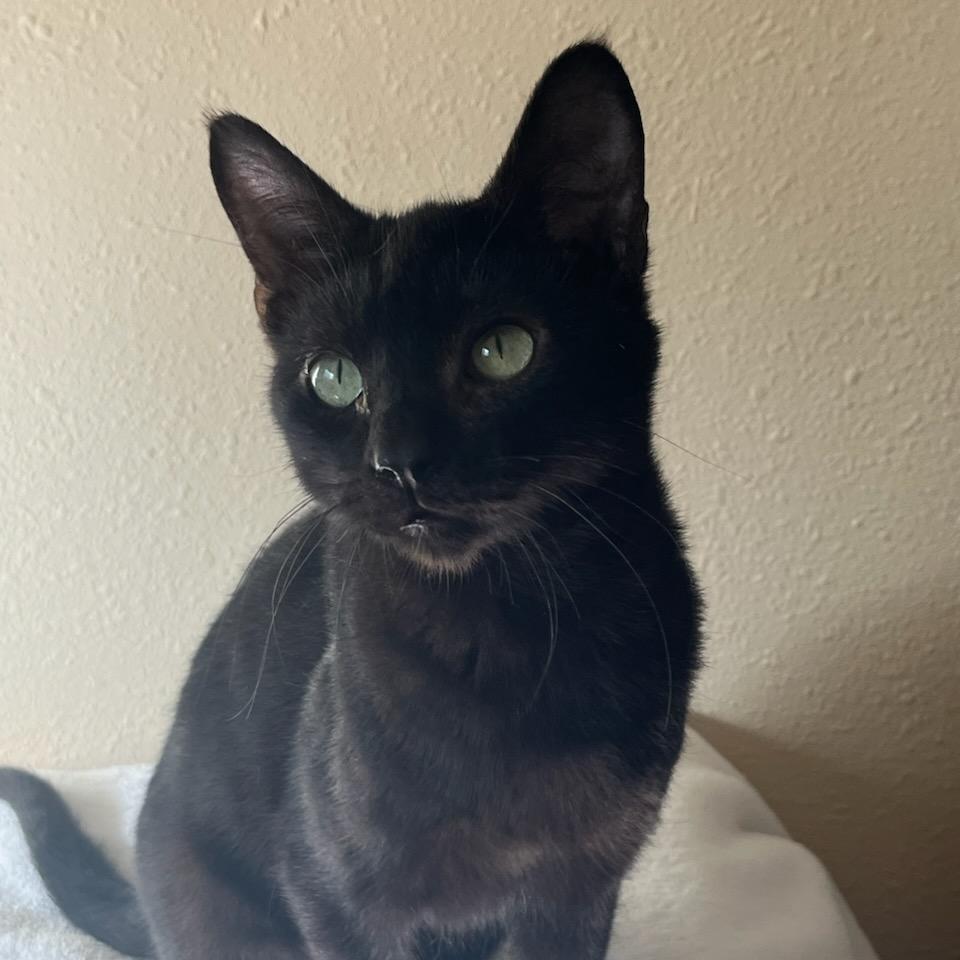 Brickle, a Adoptable Domestic Short Hair in Chattanooga, TN image 6/6