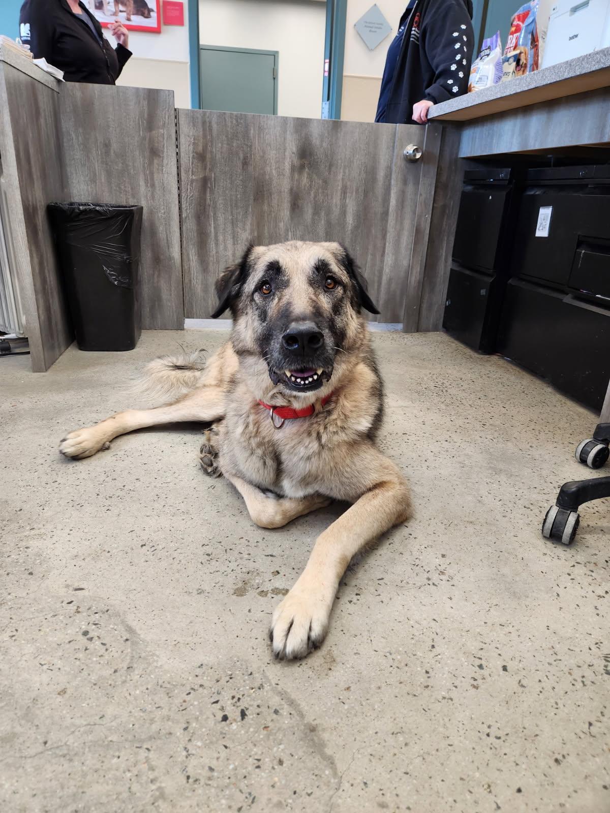 Enlarge Woody, an adopted Anatolian Shepherd in New Rochelle, NY image 1/6