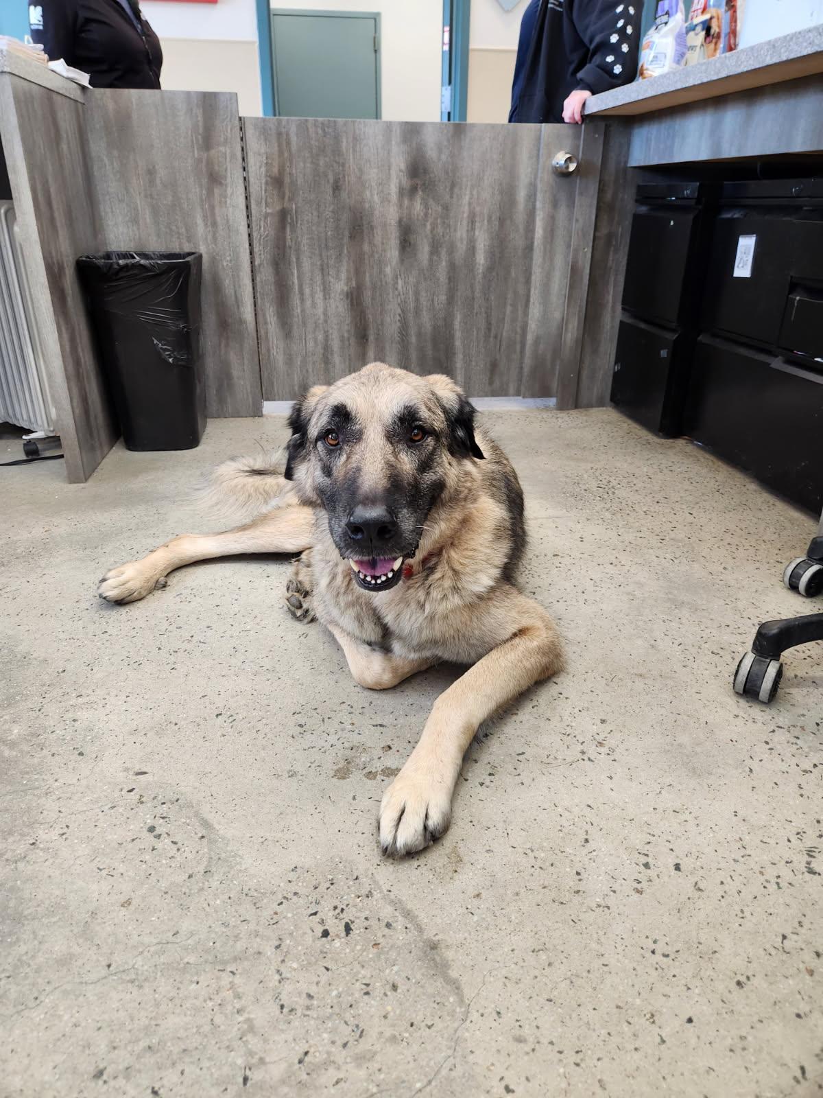 Enlarge Woody, an adopted Anatolian Shepherd in New Rochelle, NY image 2/6