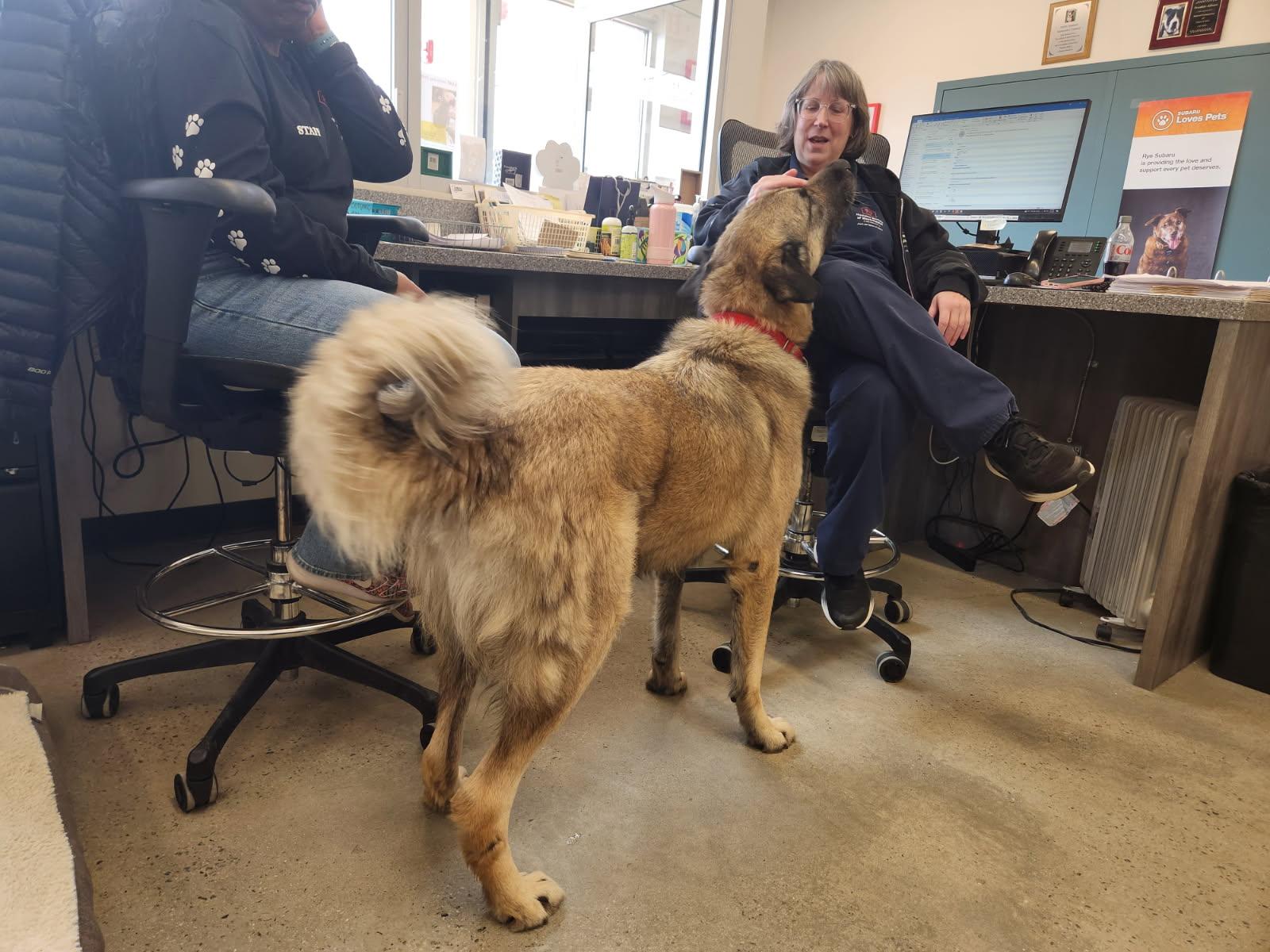 Enlarge Woody, an adopted Anatolian Shepherd in New Rochelle, NY image 5/6