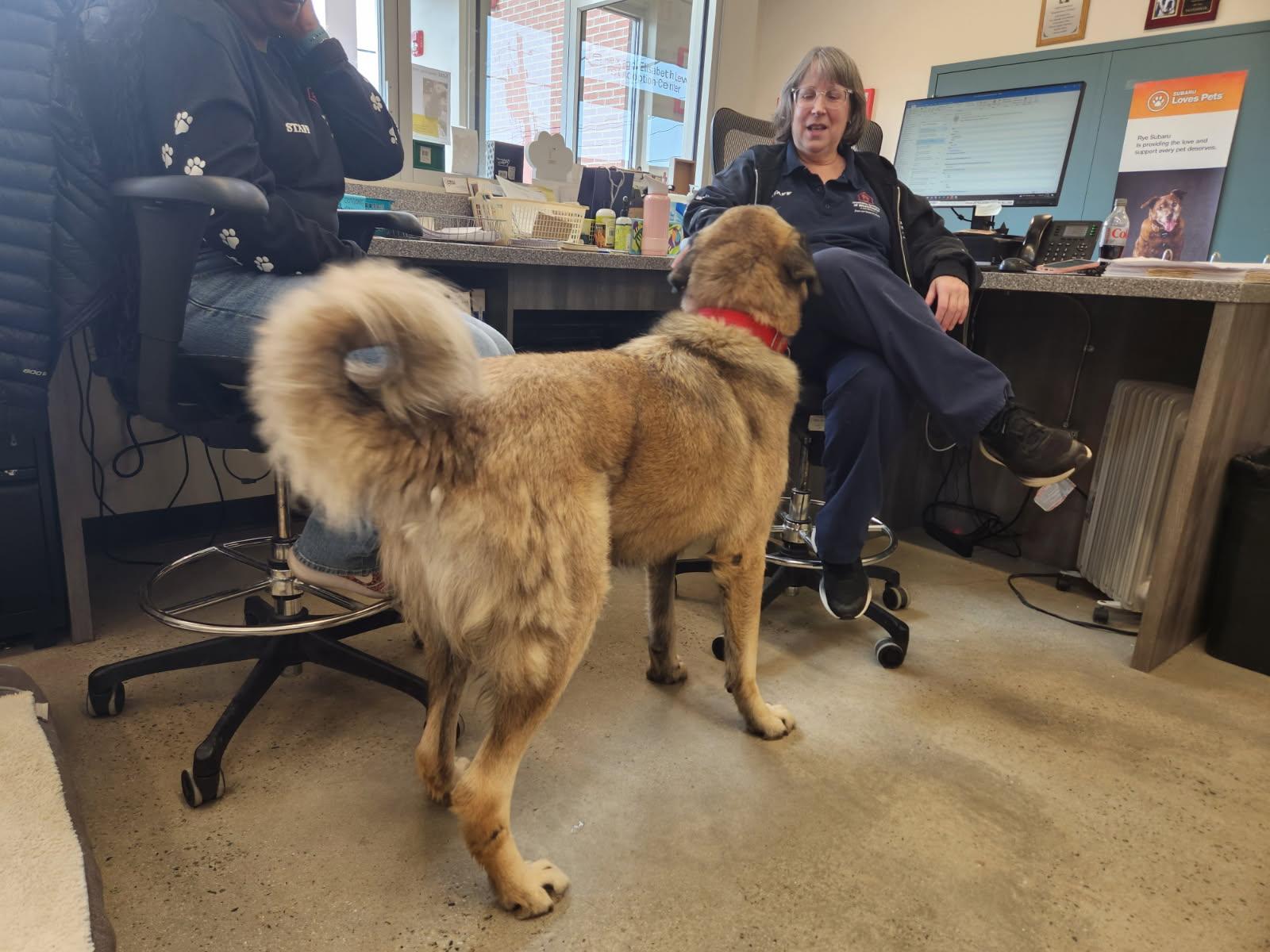 Enlarge Woody, an adopted Anatolian Shepherd in New Rochelle, NY image 4/6