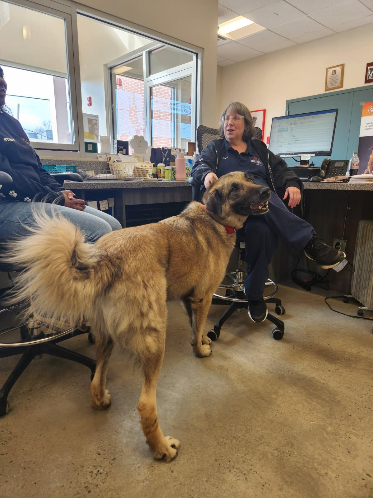 Enlarge Woody, an adopted Anatolian Shepherd in New Rochelle, NY image 3/6