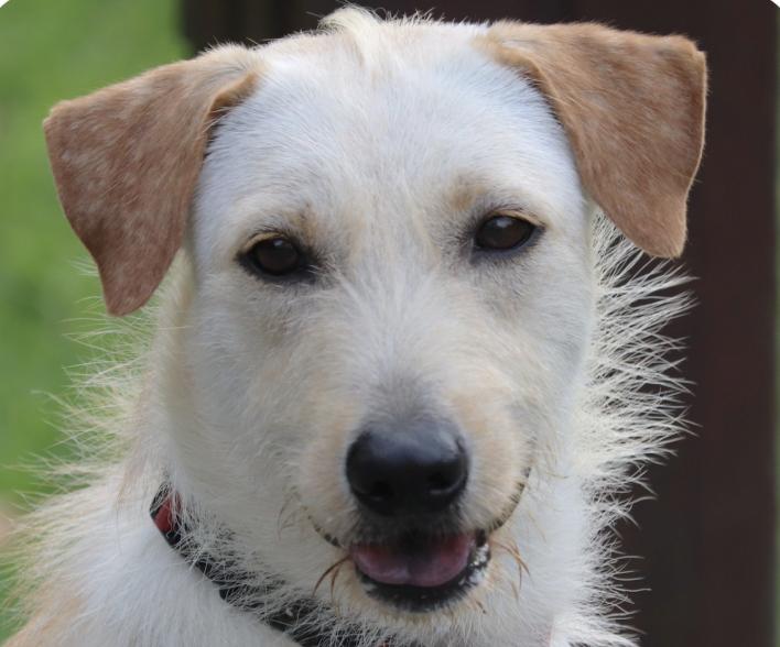 Mars, ADOPTABLE, Adult Male Mountain Dog & Terrier.