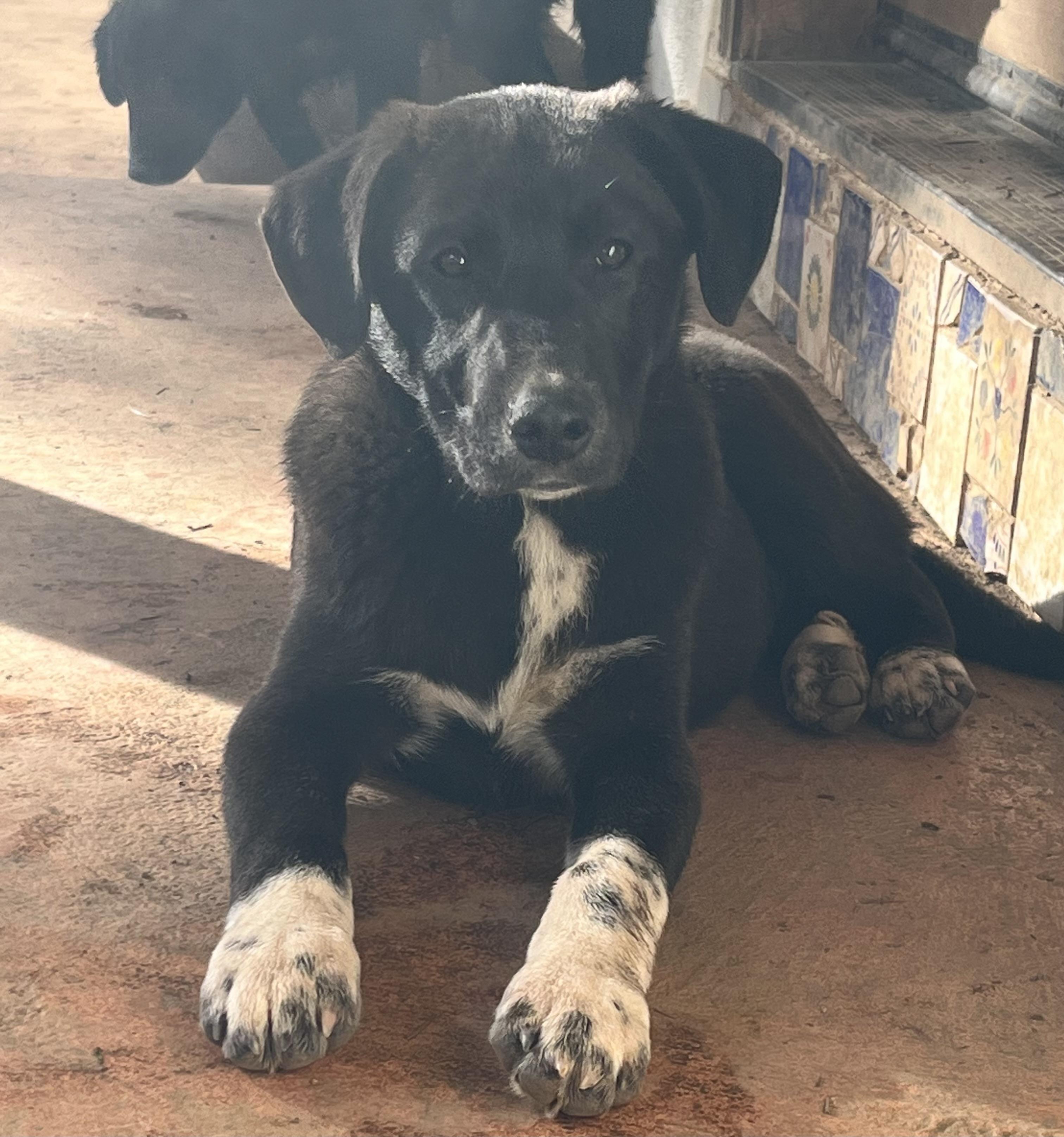 Enlarge Bugs, an adopted mixed breed in Rough And Ready, CA image 4/5