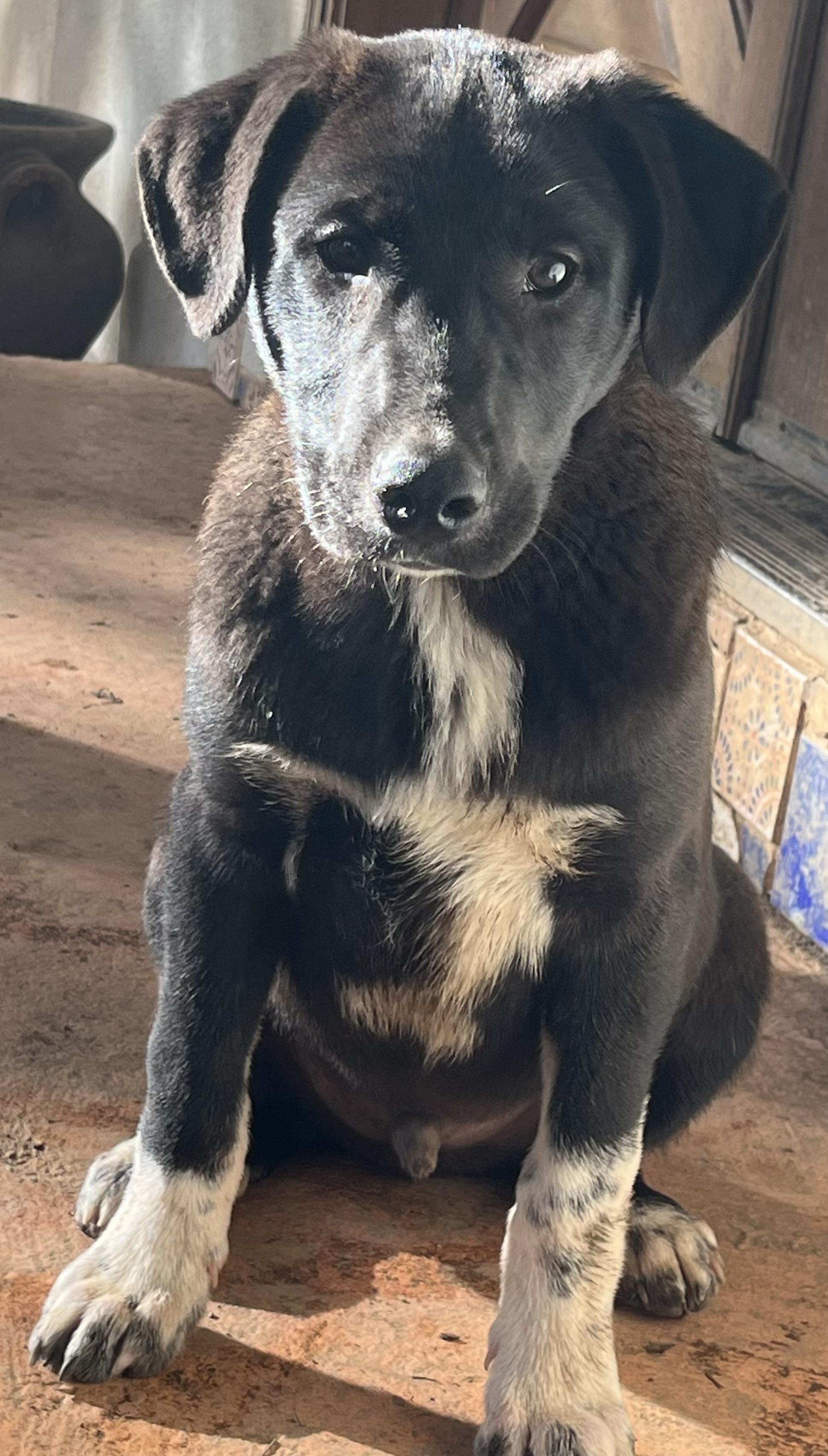 Enlarge Bugs, an adopted mixed breed in Rough And Ready, CA image 2/5