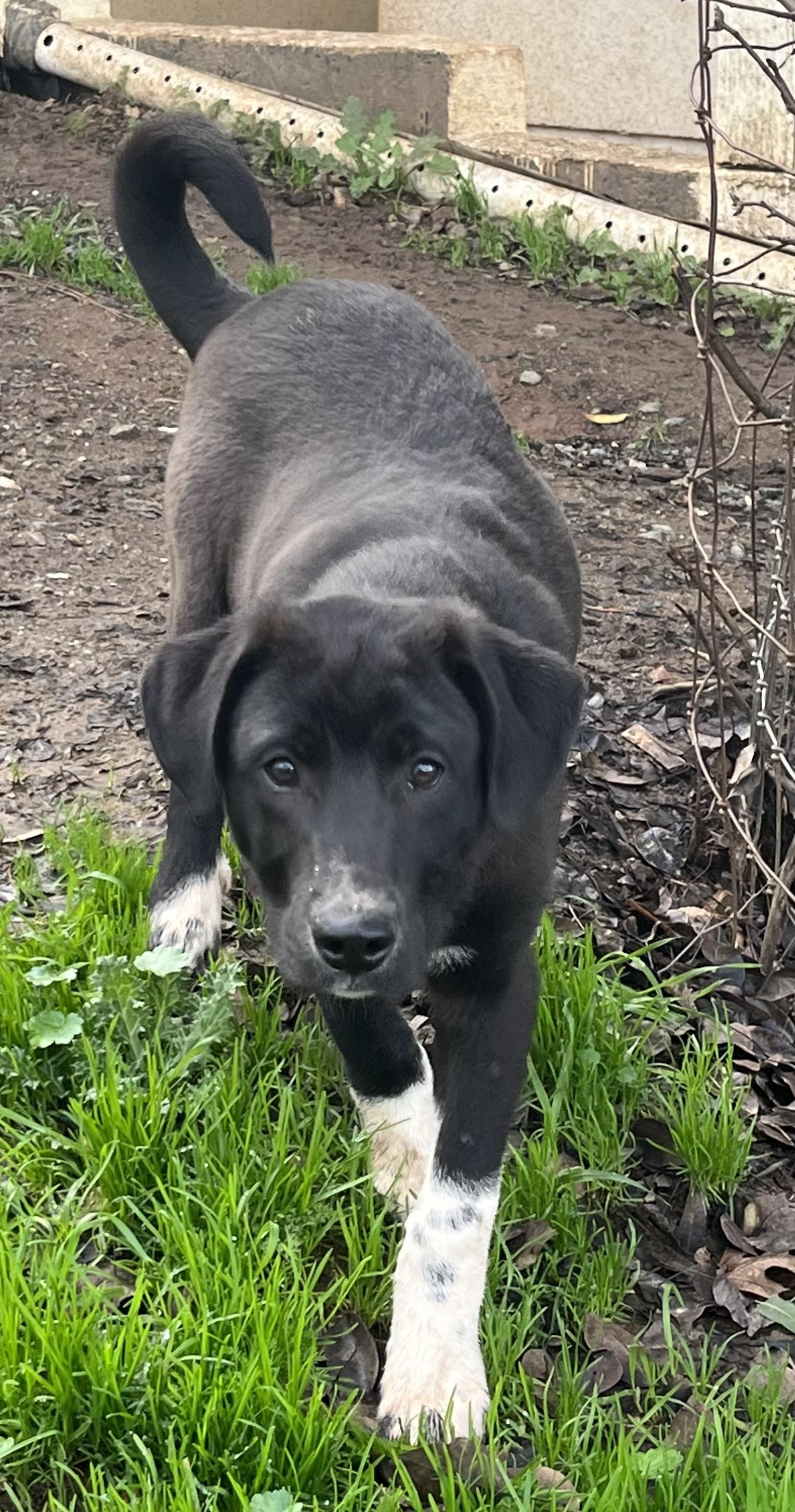 Enlarge Bugs, an adopted mixed breed in Rough And Ready, CA image 3/5