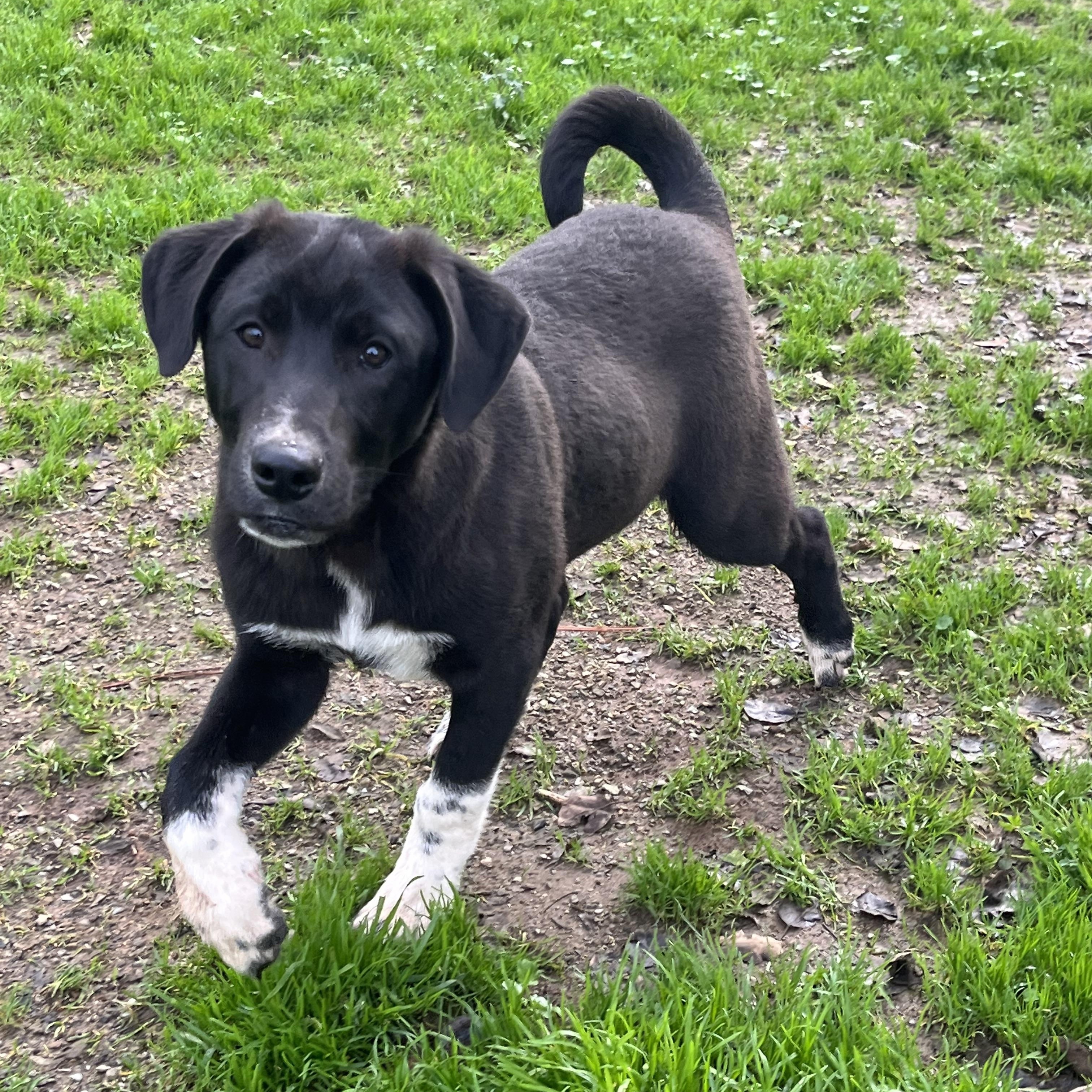 Bugs, ADOPTABLE, Puppy Male Black Labrador Retriever & Border Collie.
