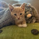 Sherbert, a Adoptable Domestic Short Hair in North Charleston, SC image 1/2
