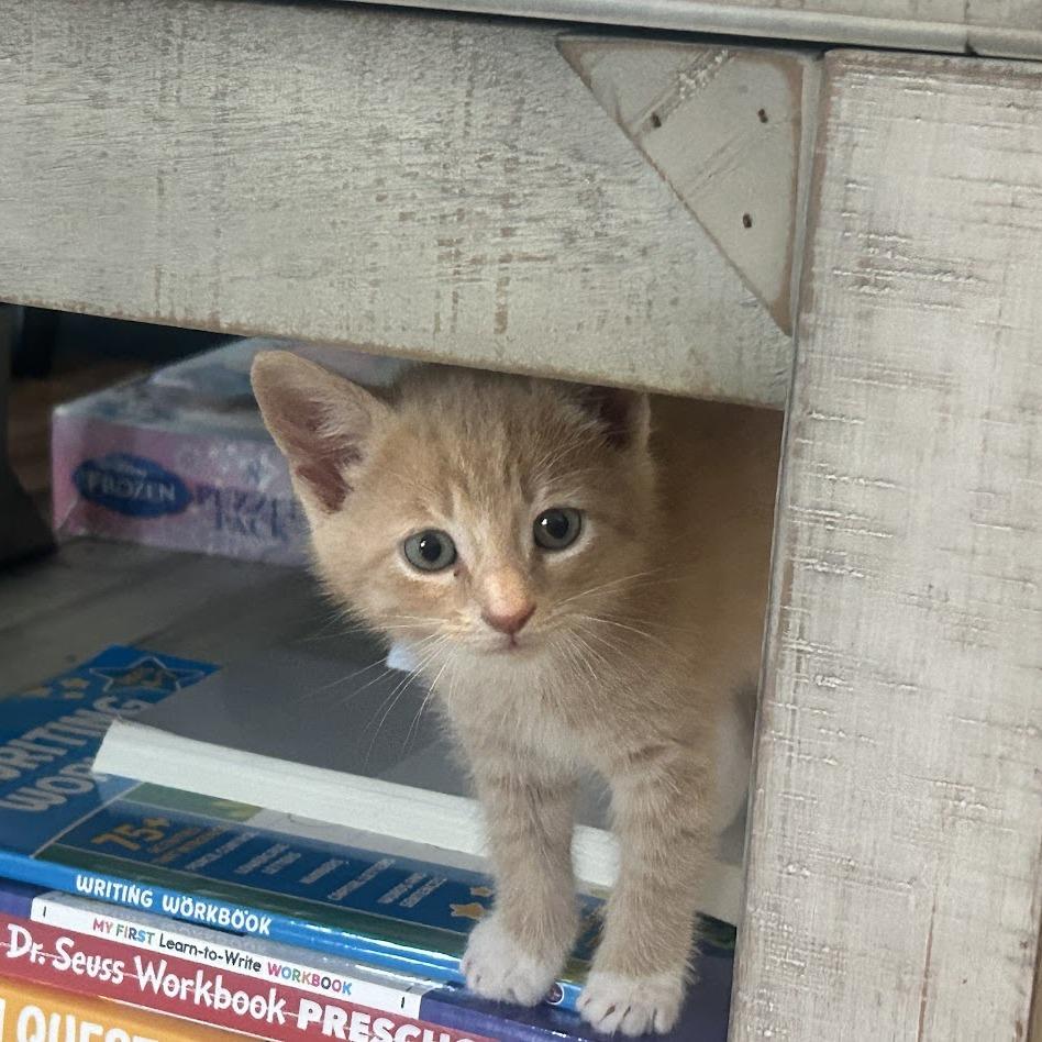 Sherbert, a Adoptable Domestic Short Hair in North Charleston, SC image 2/2