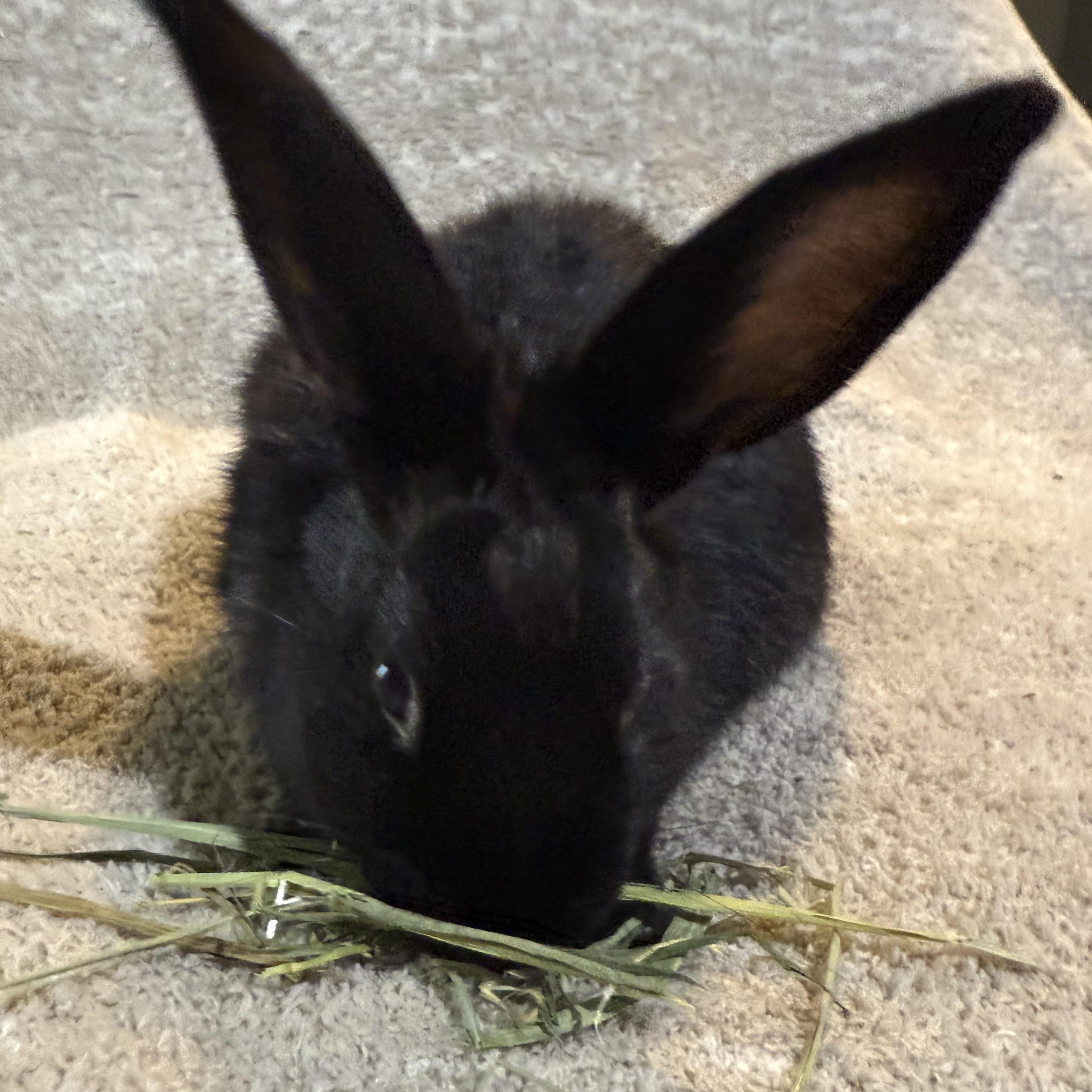Enlarge Ziti , a ADOPTABLE New Zealand in St. Charles, MO image 2/4