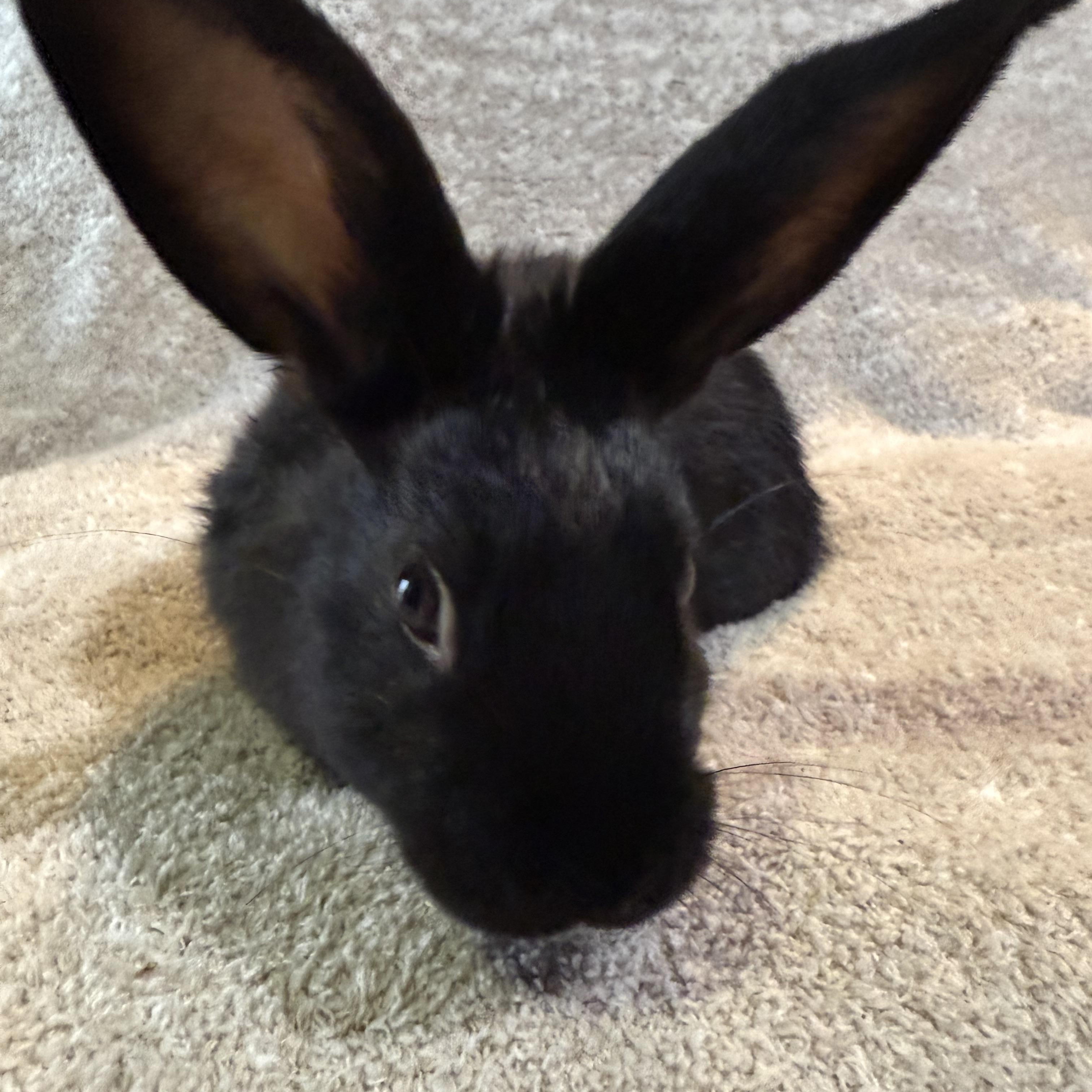 Enlarge Ziti , a ADOPTABLE New Zealand in St. Charles, MO image 4/4