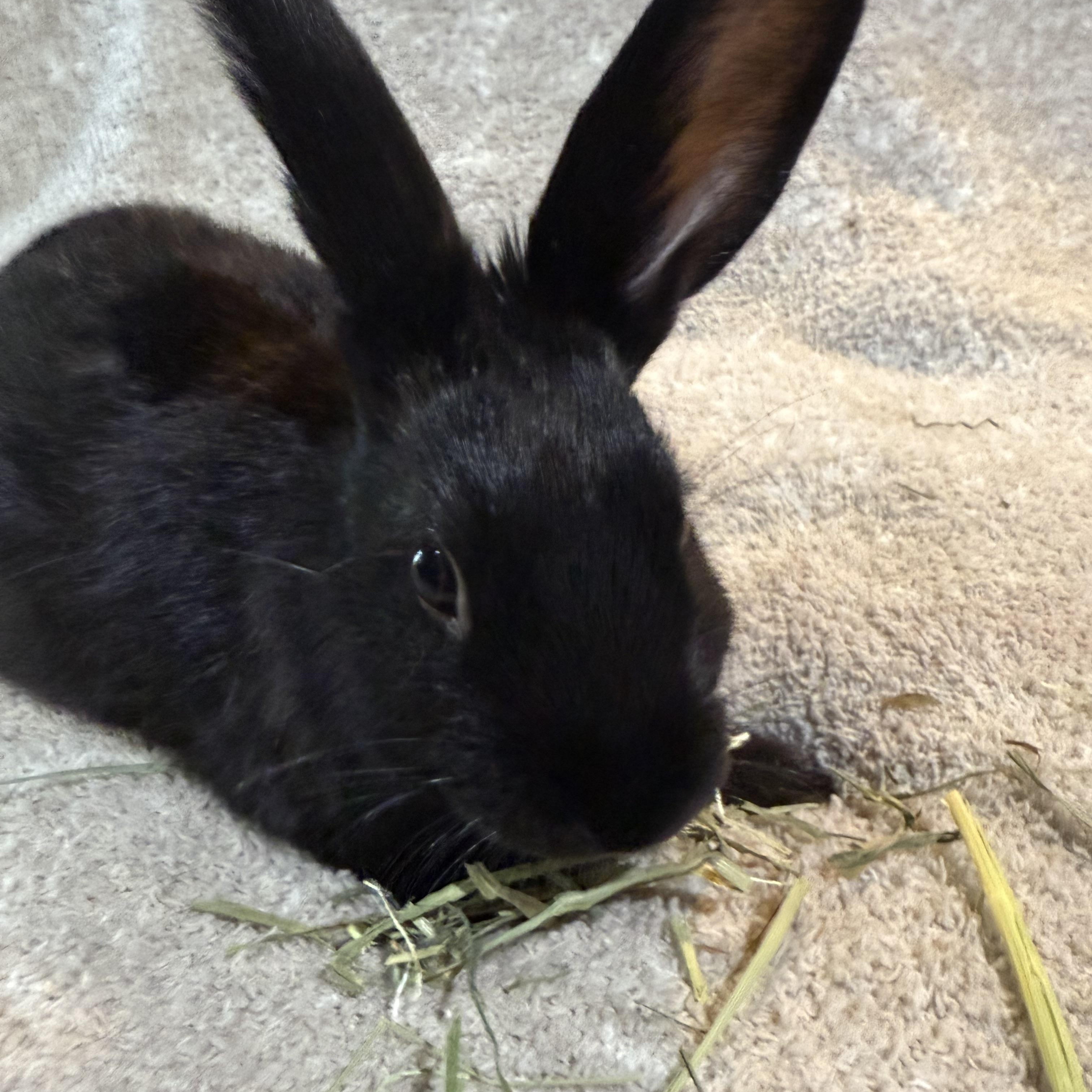 Enlarge Ziti , a ADOPTABLE New Zealand in St. Charles, MO image 3/4