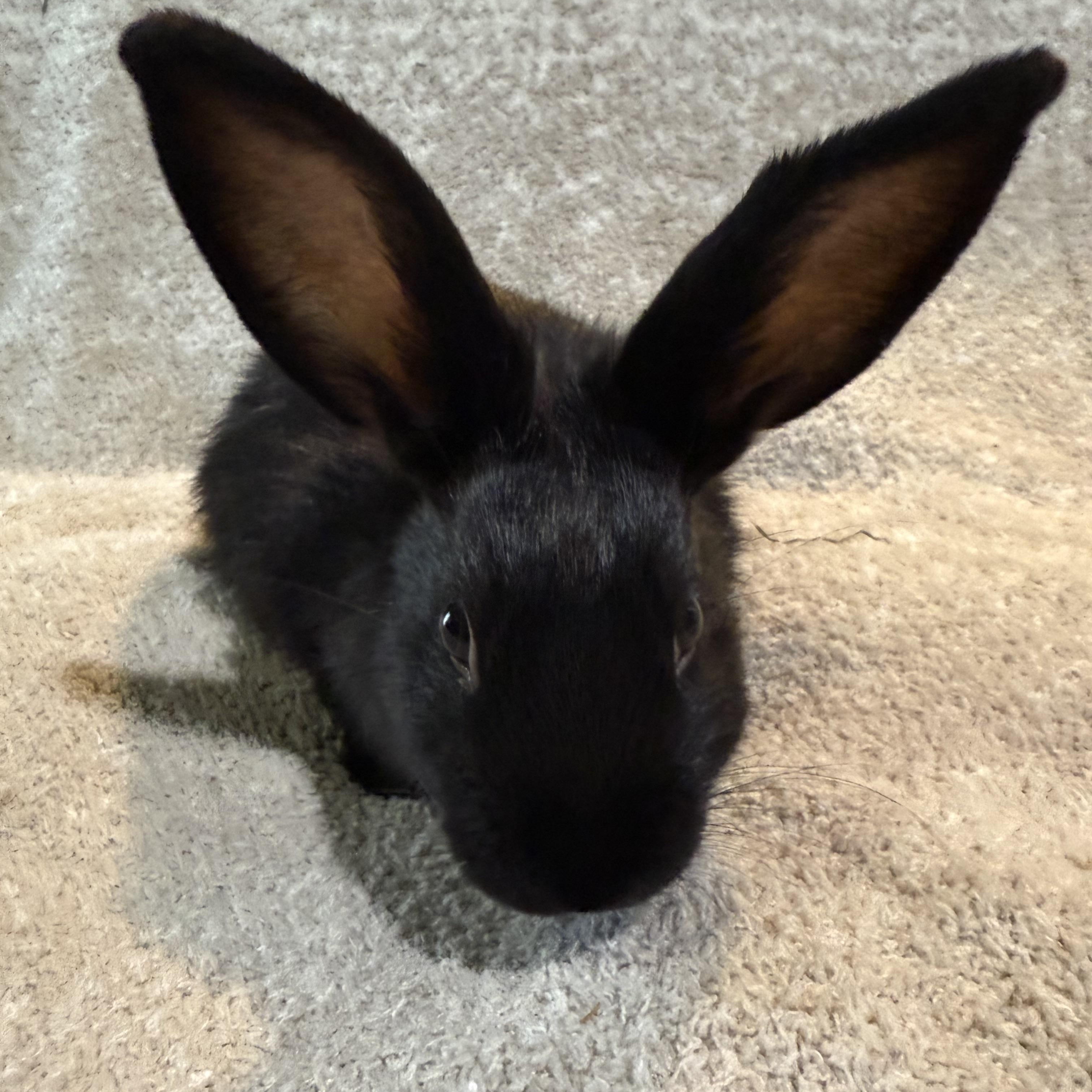 Ziti , ADOPTABLE, Young Male New Zealand.