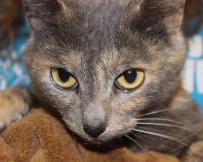 Rosie, Adoptable, Adult Female Dilute Tortoiseshell.