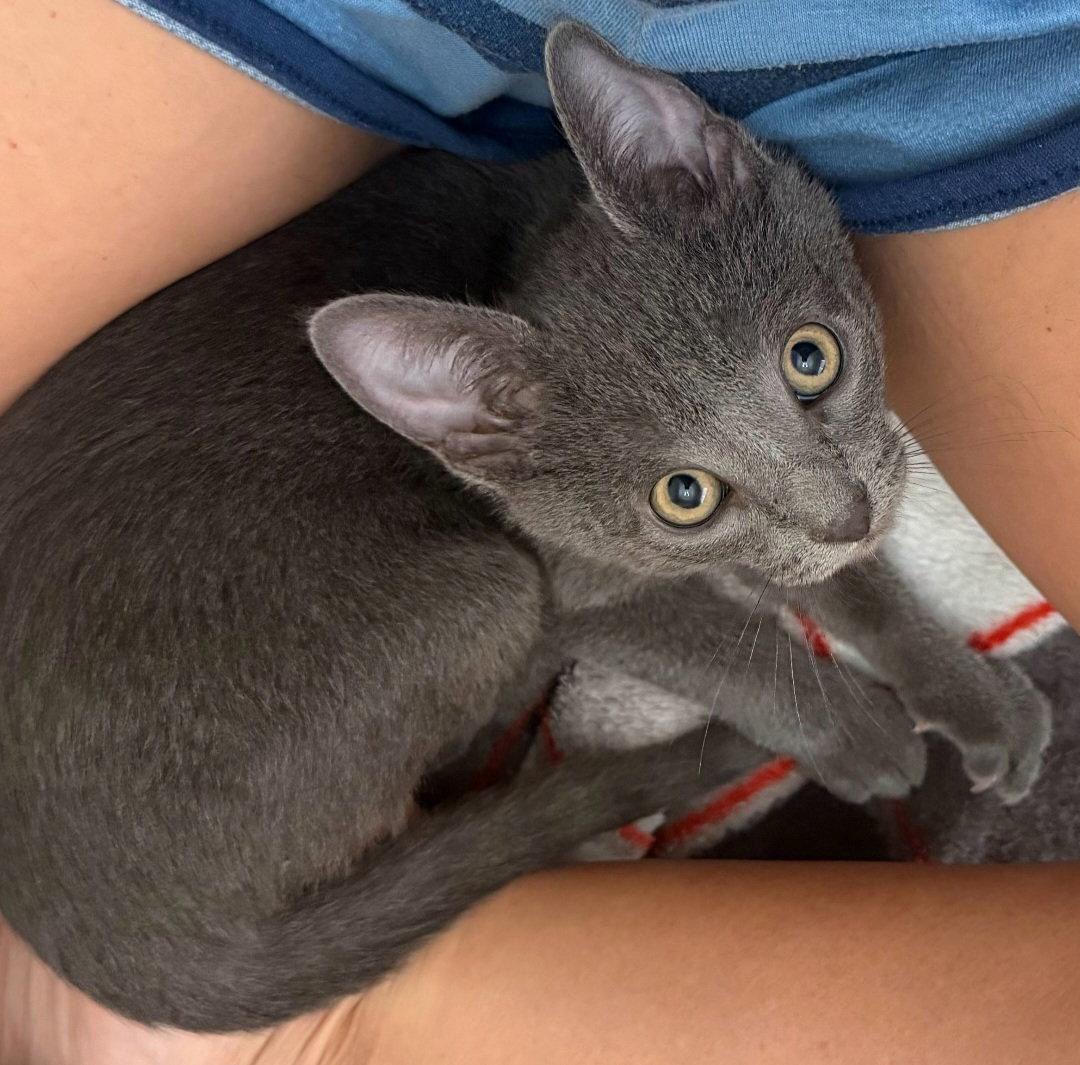 Emmett, Adoptable, Kitten Male Tabby.