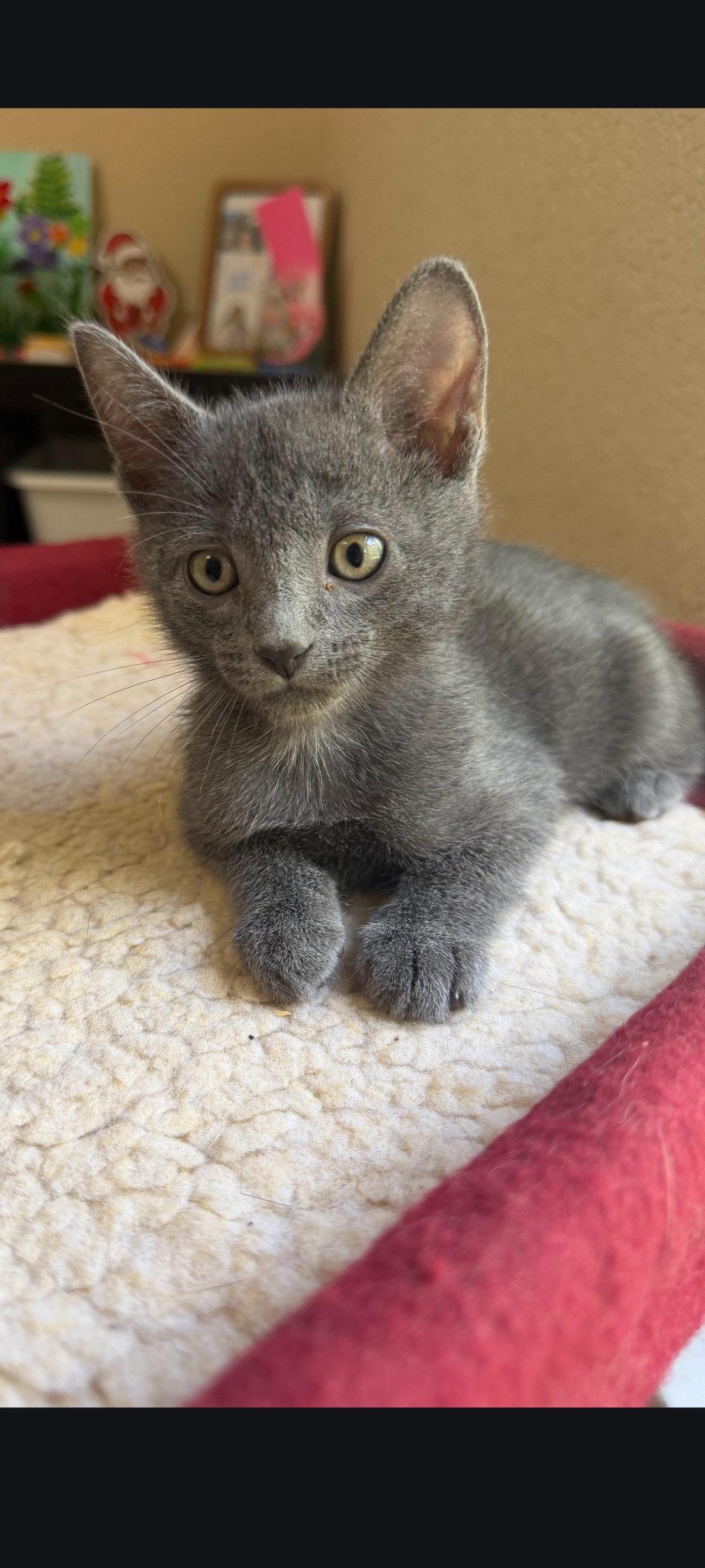 Enlarge Emmett, a Adoptable Tabby in Sanford, FL image 2/3
