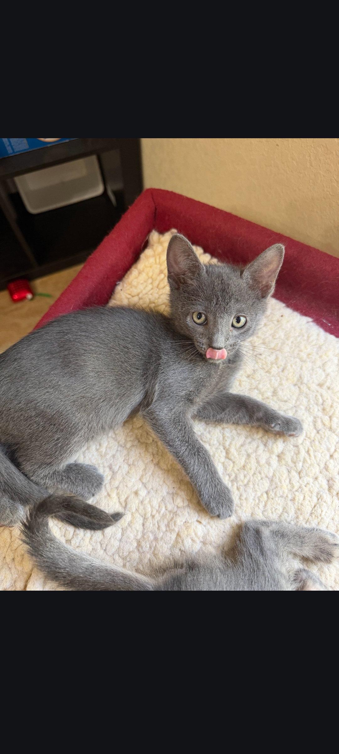 Enlarge Emmett, a Adoptable Tabby in Sanford, FL image 3/3