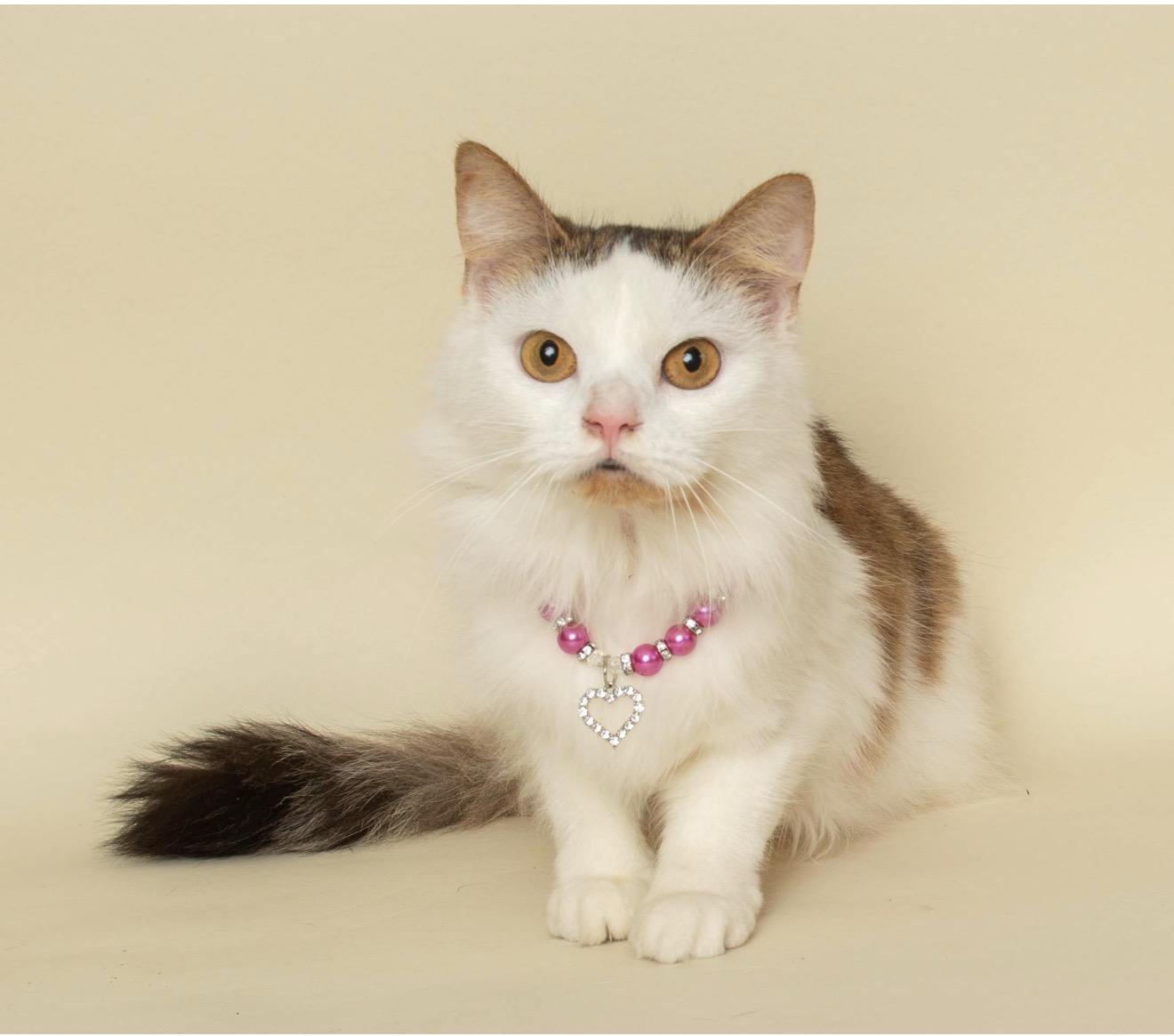 Enlarge TARINA, an adopted Domestic Medium Hair in Wyandotte, MI image 1/3