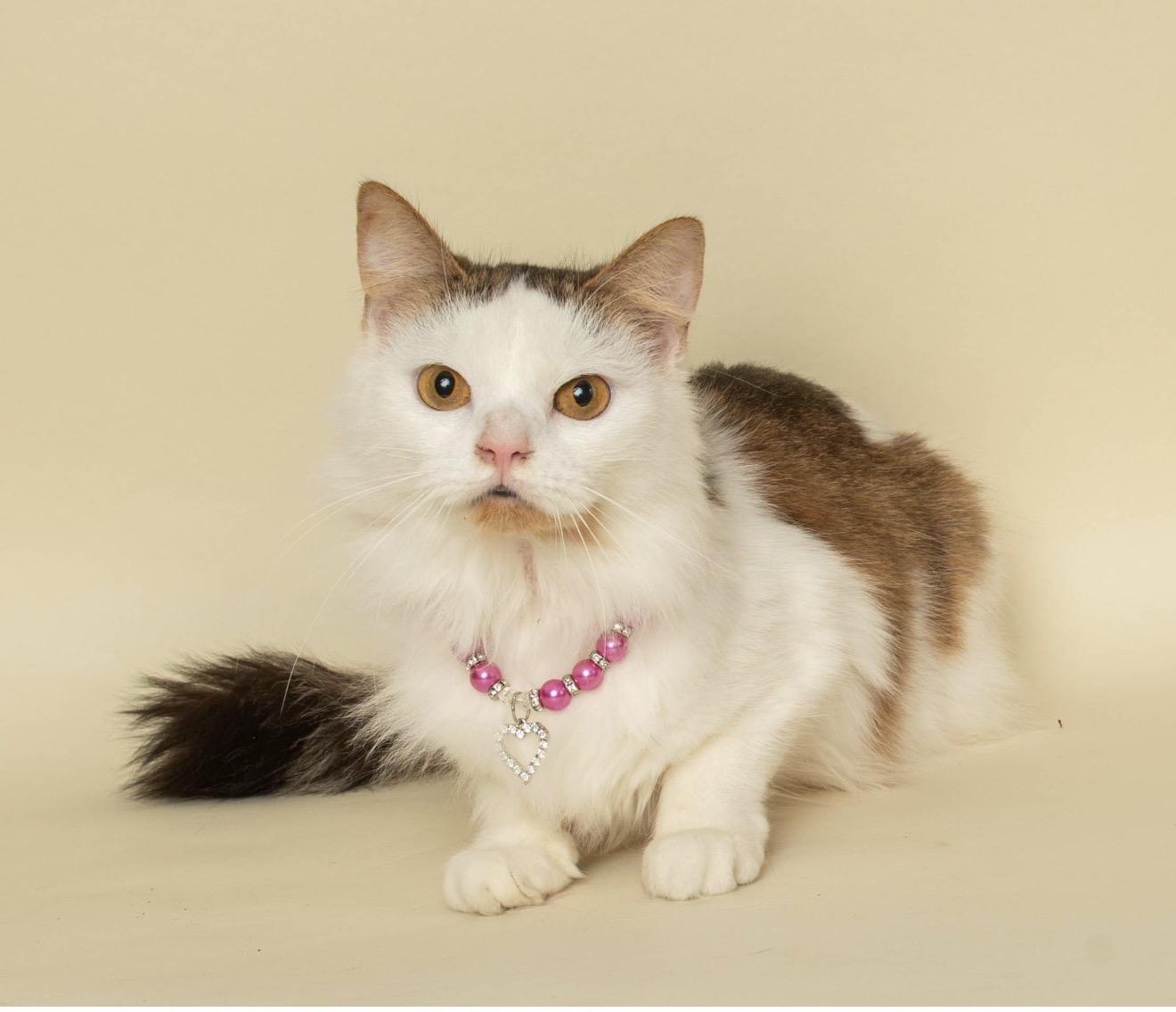 Enlarge TARINA, an adopted Domestic Medium Hair in Wyandotte, MI image 3/3