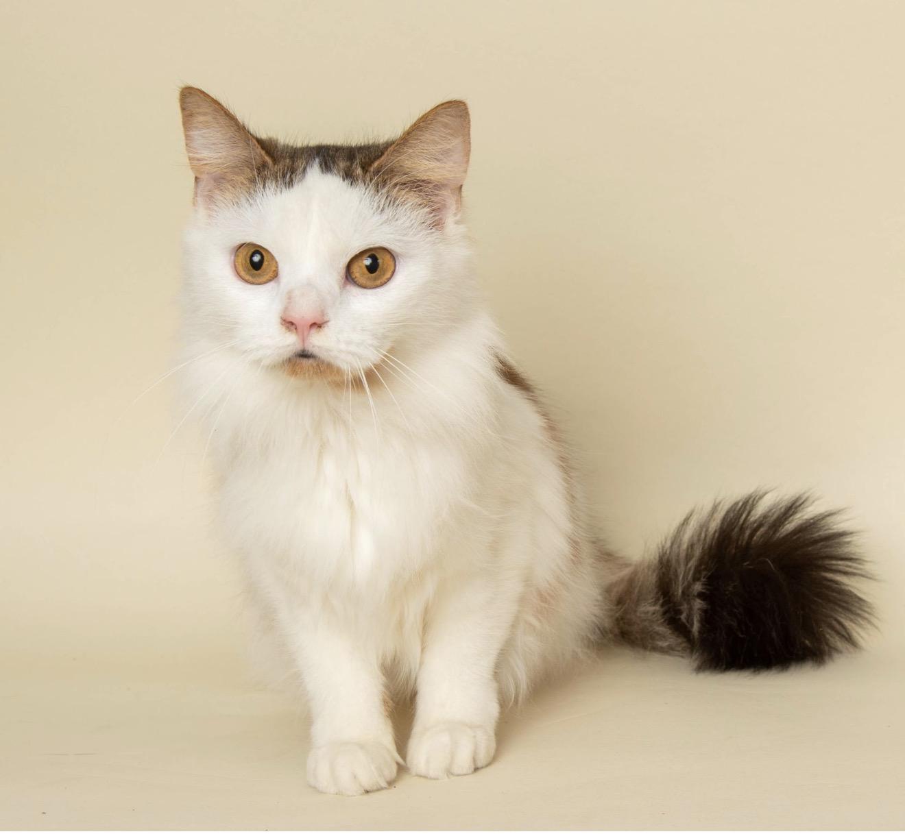 Enlarge TARINA, an adopted Domestic Medium Hair in Wyandotte, MI image 2/3