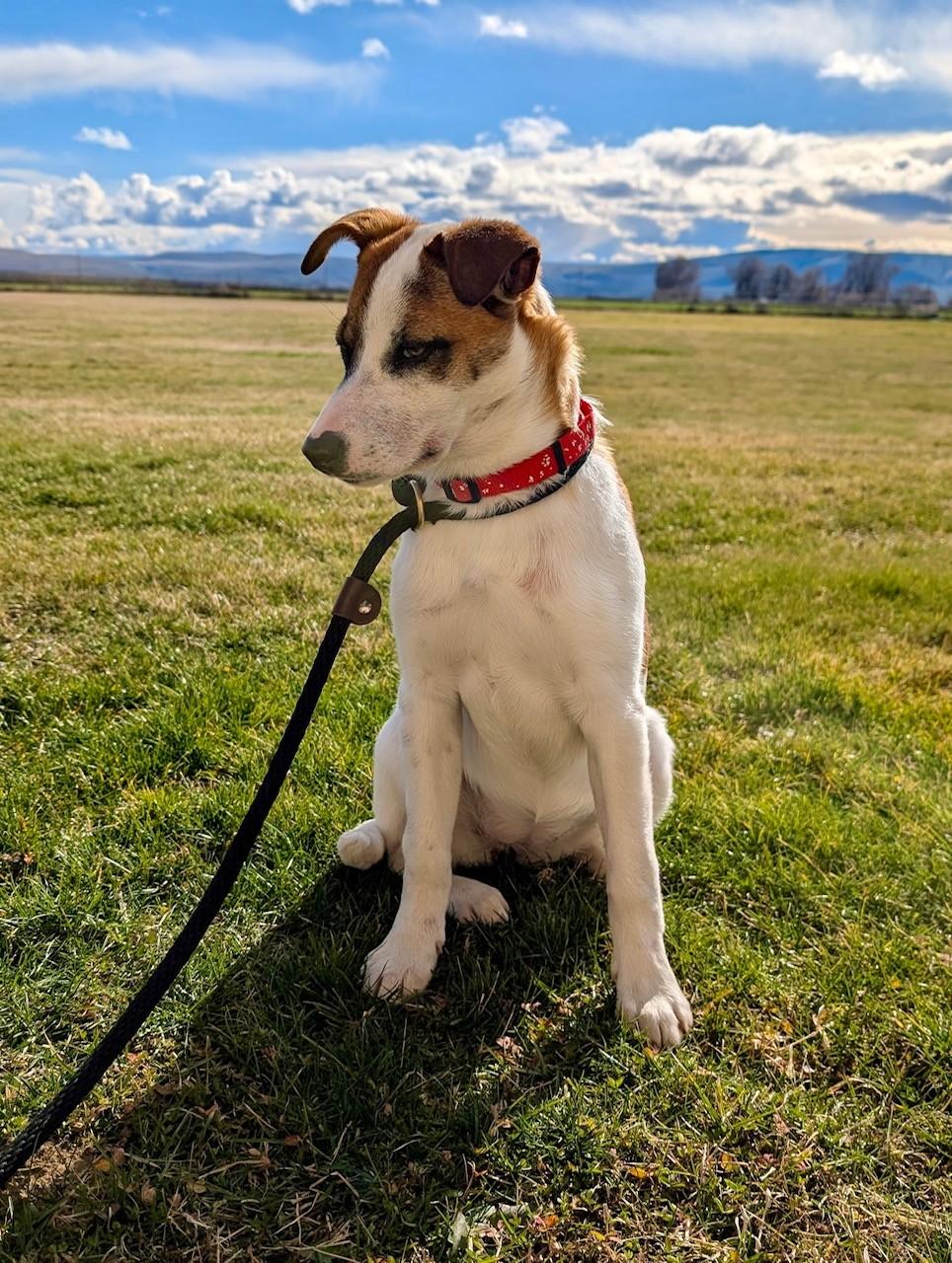 Enlarge Lola (UPDATED), a ADOPTABLE mixed breed in Yakima, WA image 4/4
