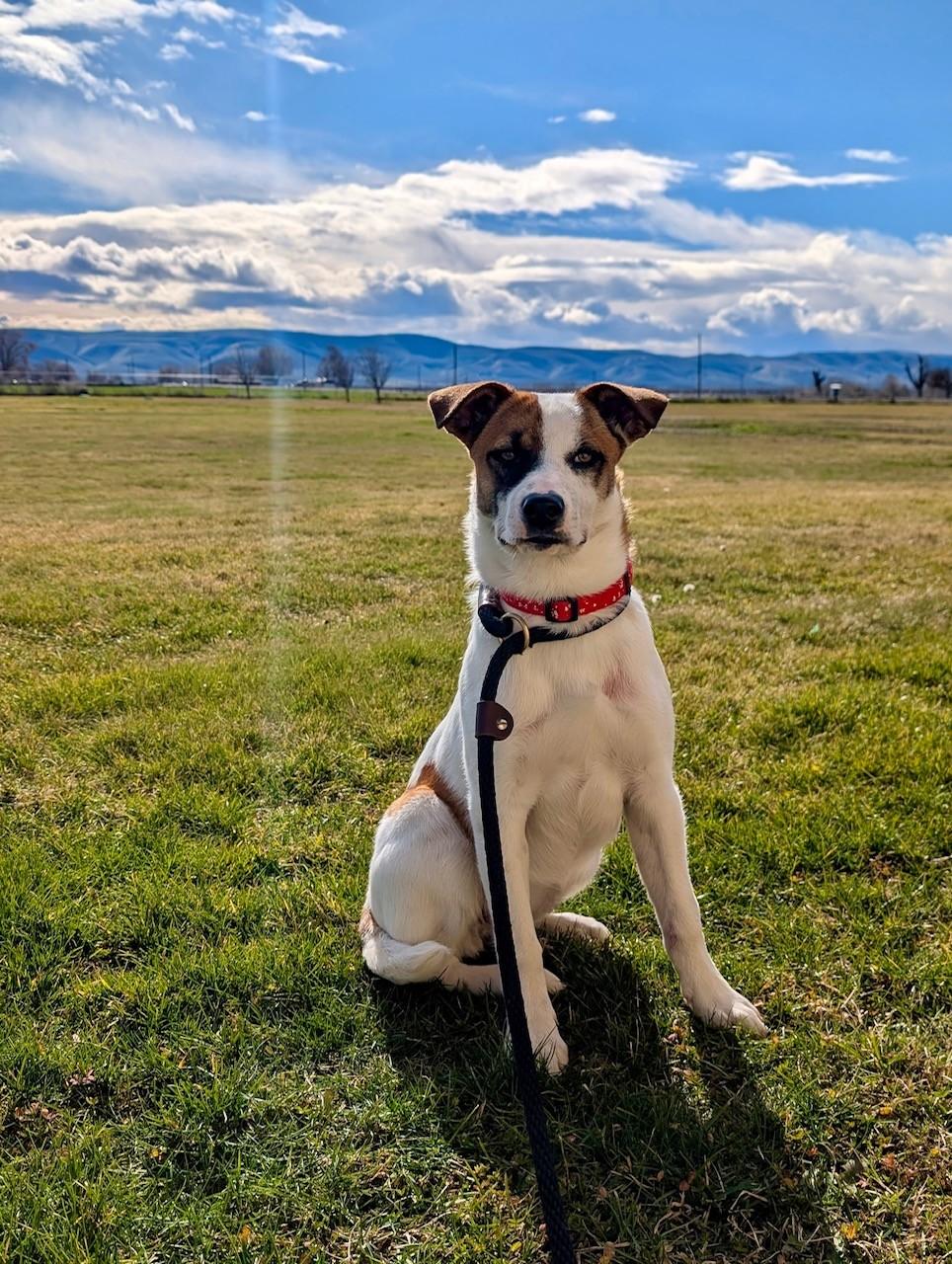Lola (UPDATED), ADOPTABLE, Puppy Female Jack Russell Terrier.