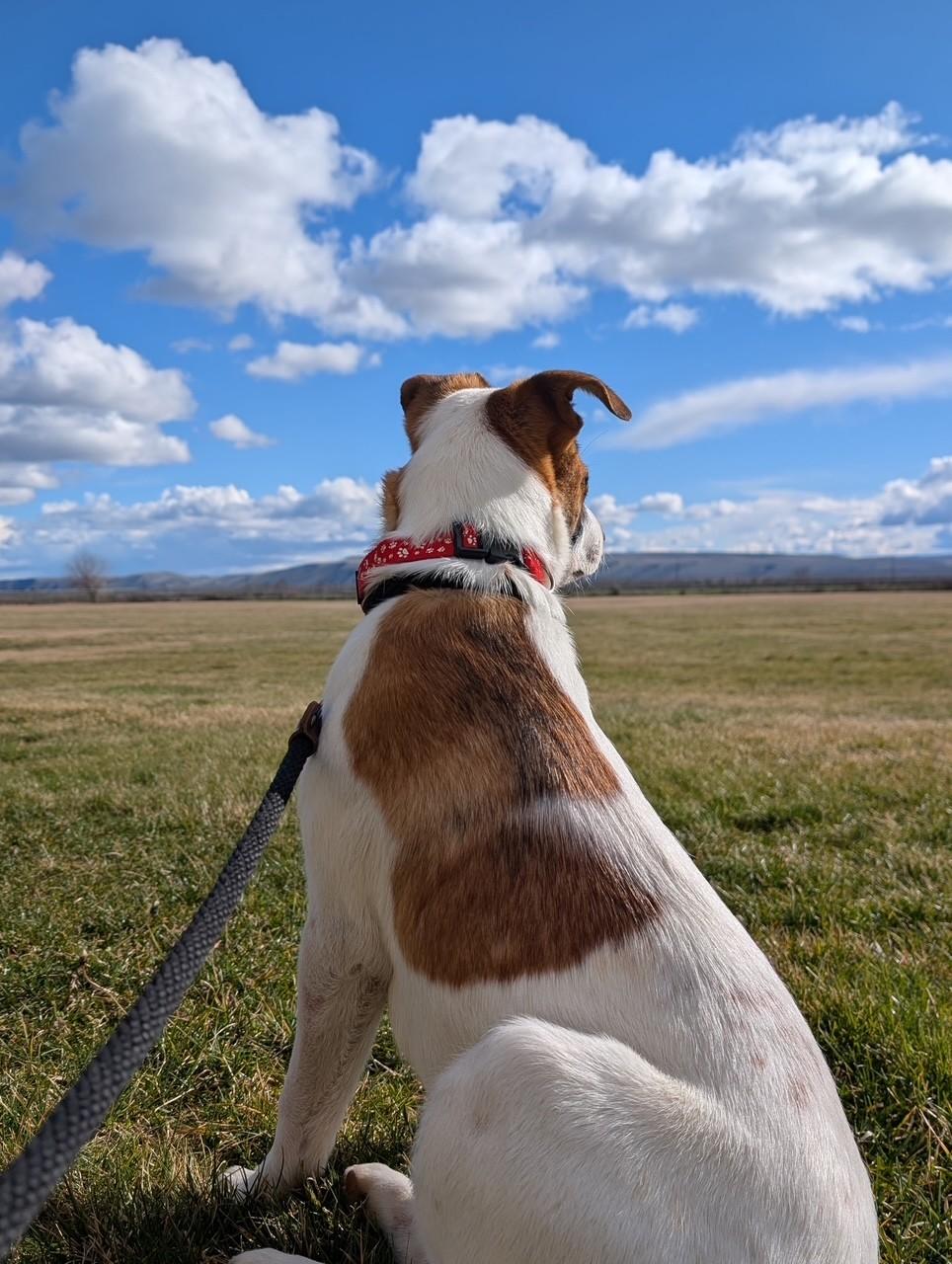 Enlarge Lola (UPDATED), a ADOPTABLE mixed breed in Yakima, WA image 3/4