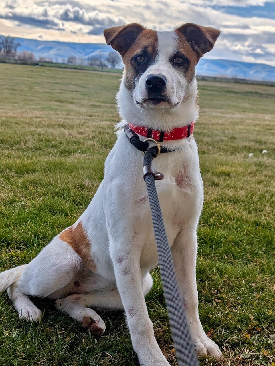 Enlarge Lola (UPDATED), a ADOPTABLE mixed breed in Yakima, WA image 2/4