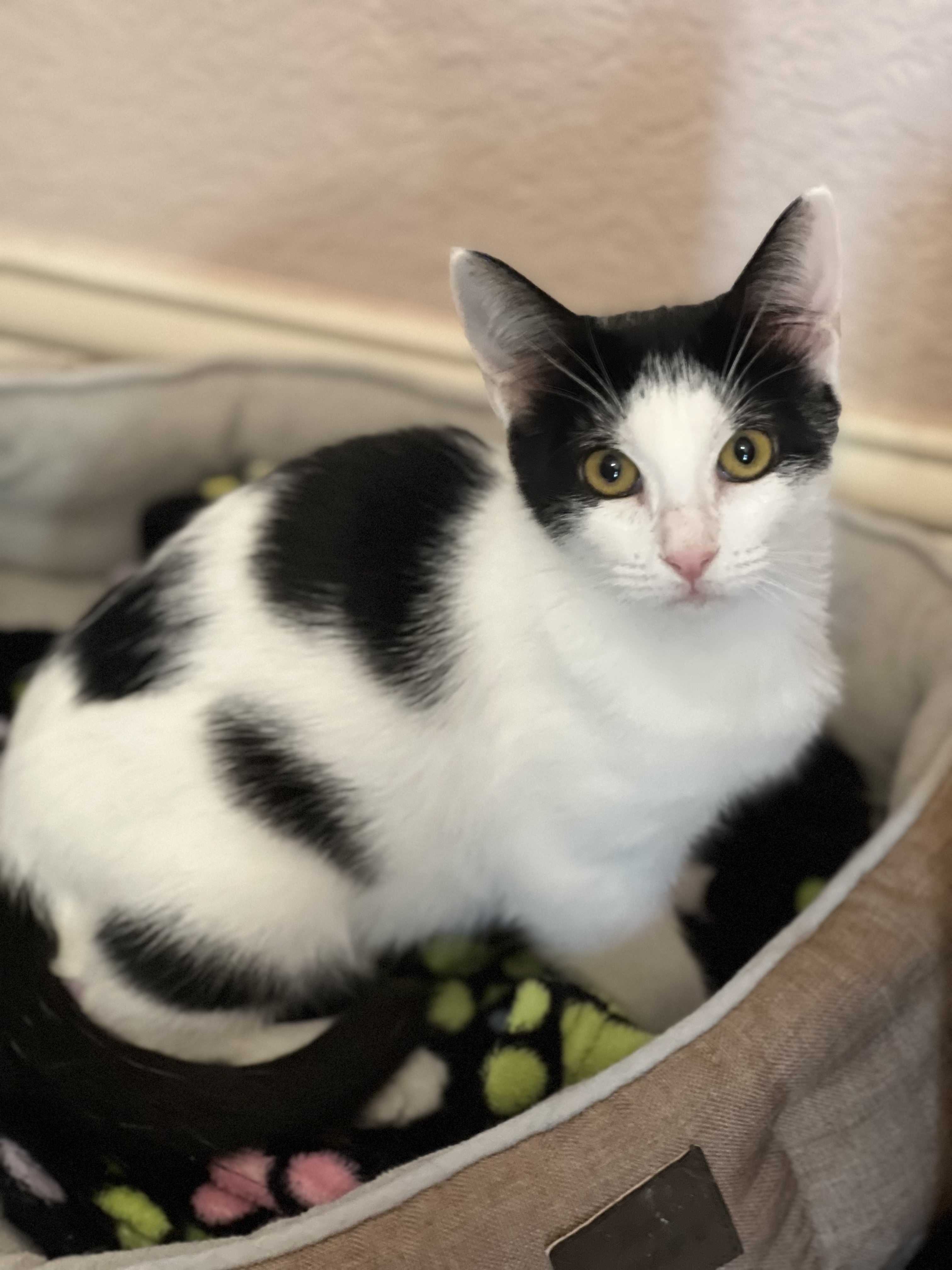 Daisy, Adoptable, Young Female Tuxedo.